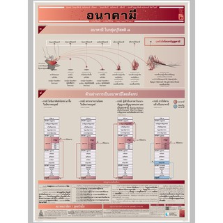 ผัง-อนาคามี พุทธวจน.