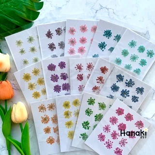 【พร้อมส่ง】ดอกเอมิมาจัสทับแห้ง (Ammi majus, Lace) ดอกไม้ทับแห้ง ดอกไม้จริงทับแห้ง Pressed Flowers💐