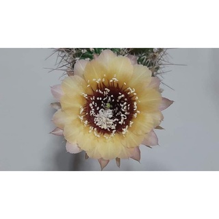 กระบองเพชร Cactus หน่อเด็ดสดสีใหม่  Lobivia jajoiana New PP2021.131ขนาด 2.5 - 3 ซม. yellow flowers