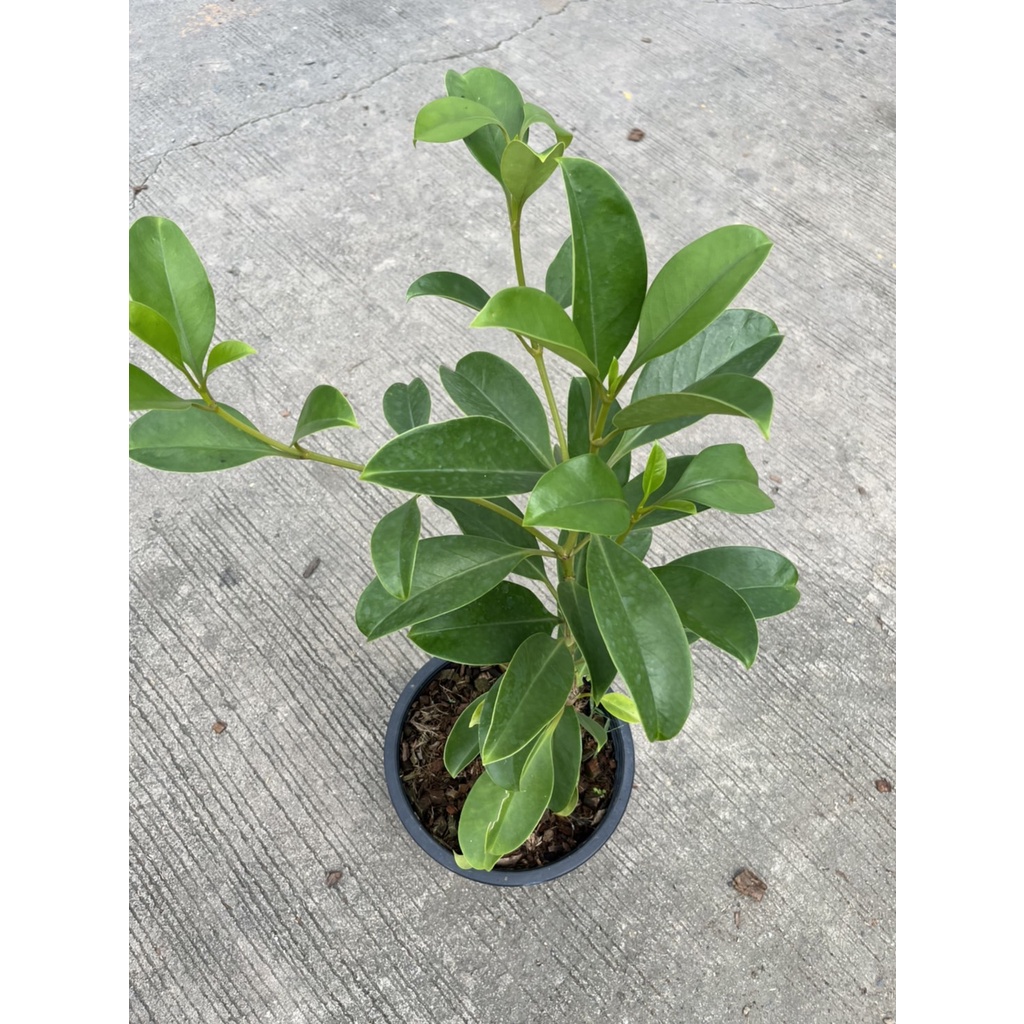 มุมมอง 4