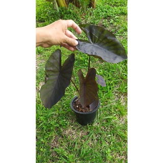 โคโลคาเซีย Colocasia ไดมอนเฮด ในกระถาง8นิ้ว สูง40-50cm.