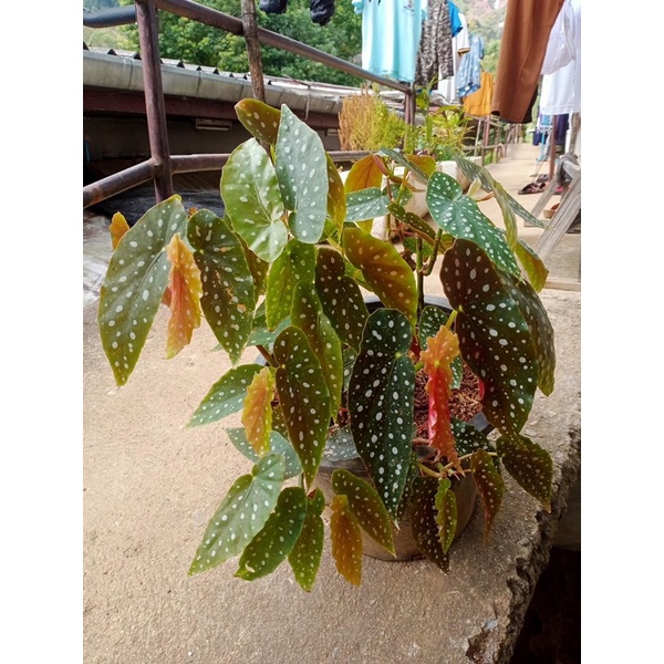 Begonia Maculata ลายจุด