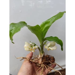 ว่านจูงนาง ว่านเสน่ห์มหานิยม🌱หัวละ5฿5฿5฿🎉