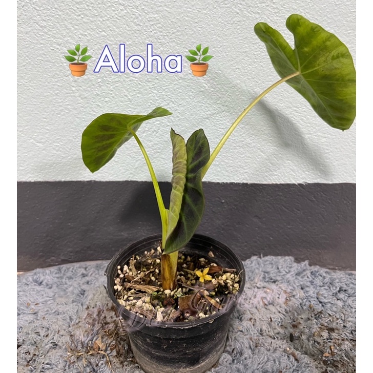 Colocasia esculenta Aloha