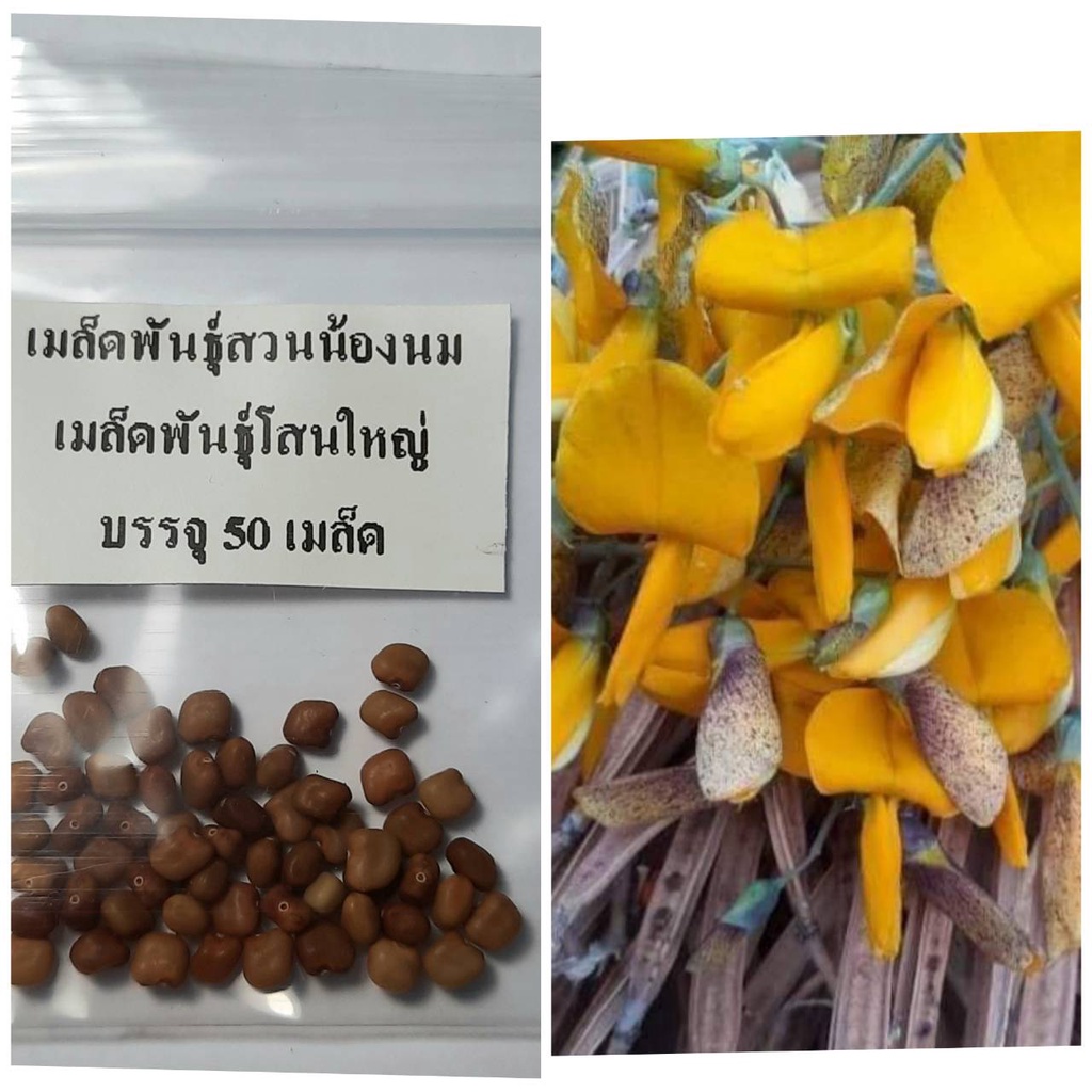 เมล็ดพันธุ์โสน เมล็ดโสน โสนใหญ่ โสนอินเดีย โสนดอกใหญ่ 50 เมล็ด