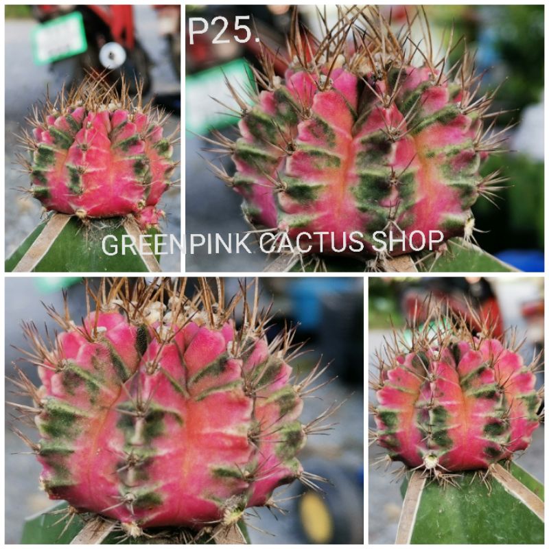 P25 -​ พิงค์​ไดมอนด์​ ไม้กราฟ Pink Diamond​ Cactus แคคตัส กระบองเพชร ไม้อวบน้ำ ไม้กราฟ ราคาถูก พิ้ง พิ้งค์ พิ๊ง พิ๊งค์