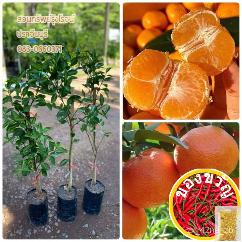 เมล็ดพันธุ์กิ่งพันธุ์ส้มจีนไร้เมล็ด ชุดละ 250 บ.( 1 ชุดมี 2 ต้น) แบบเสียบยอด มีรากแก้ว ส้มจีน ส้ม ผลไม้เมล็ดพันธุ์Chamom