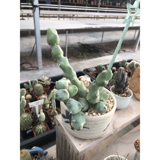 Euphorbia cilvicola🌵