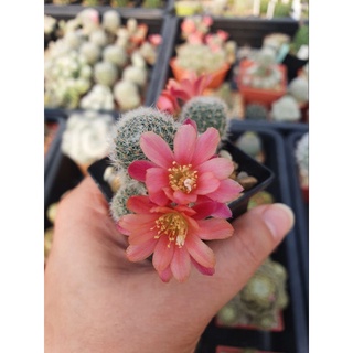 💟รีบูเทีย💟 Rebutia Hoffmannii แคคตัส กระบองเพชร cactus&amp;succulent 🌵ดอกสีน่ารักมากๆค่ะ🌵