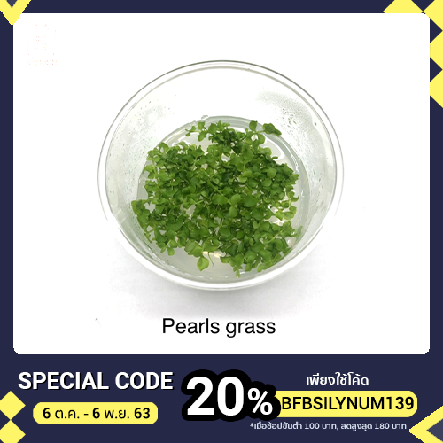 Pearls grass, เพิลกลาส