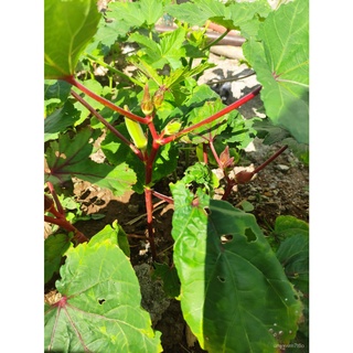 Red Burgundy Okra Vegetable Seedsbuy 1 take 1， 50 seeds (not  plants)。通心菜/苹果/母婴/头饰/儿童/向日葵/文胸/生菜/男装/手链/ M2I4