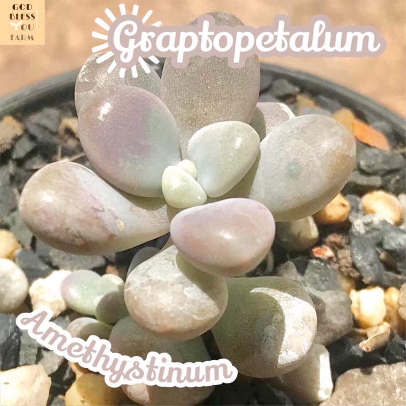 [กุหลาบหินลูกอม] Graptopetalum Amethystinum ส่งพร้อมกระถาง แคคตัส Cactus Succulent Haworthia ไม้หายาก พืชอวบน้ำ