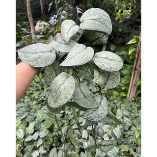 Scindapsus silver cloud  สวยหายาก