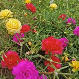 คุณนายตื่นสายกลีบซ้อน 20 สีกิ่งพันธุ์ เลือกสีได้ แยกสีให้จ้า