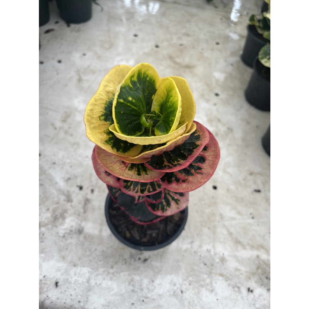 มุมมอง 2