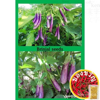 long brinjal vegetable seeds benih sayur terung panjang มะเขือยาวเมล็ดเด็ก/บุรุษ/มะละกอ/เสื้อ/แม่และเด็ก/กุหลาบ/ดอกไม้/ท