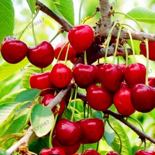 พร้อมสต็อกประเทศไทย 30 pcs/bag cherry tree seeds bonsai fruit tree cherry tree seeds ต้นผลไม้ ดอกไม้ปลูก เมล็ดพันธุ์ผัก