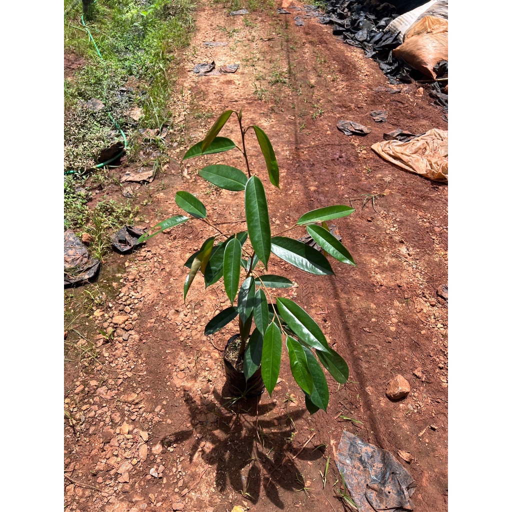 มุมมอง 3