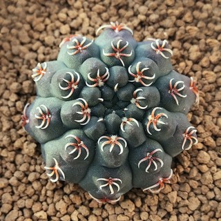 สินค้าใหม่‼️Gymnocalycium quehlianum 30เมล็ด.-189