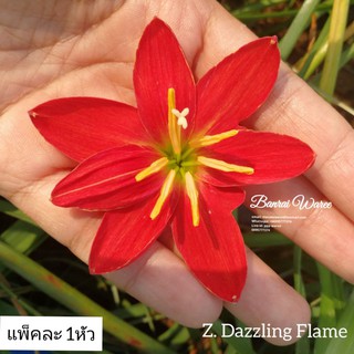 บัวดิน​ z. Dazzling Flame ดอกใหญ่​ ราคาต่อหัวไซส์ดอก