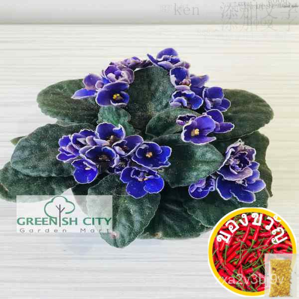 GNC - African Violet Indoor Live Plant Pokok Hiasan แอฟริกาสีม่วง鲜花/种子/花园/木瓜/香菜/母婴/玫瑰/裙子/男装/帽子/ FFQU