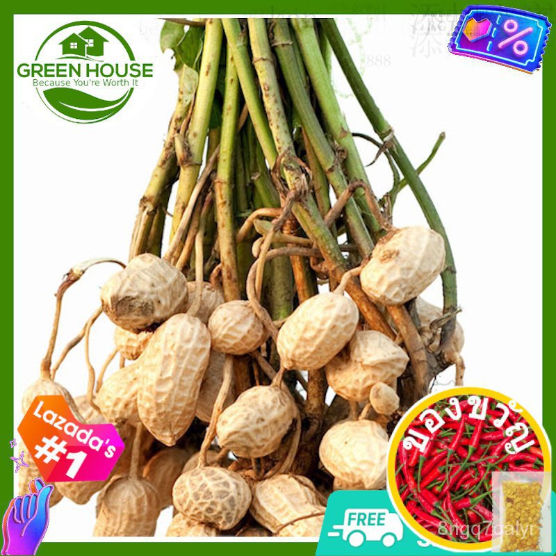 [Green House] Spanish Peanuts Seeds for Planting Vegetable Plants (7 Seed)    FREE Fertilizer &amp; Planting Instructions生菜/