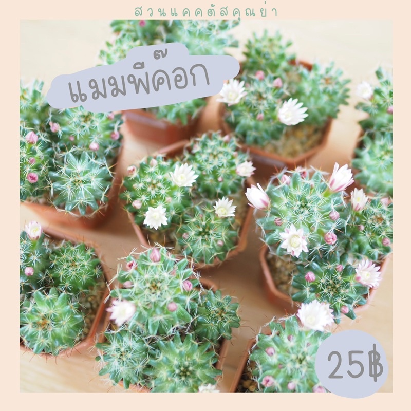 แมมพีค๊อก 3 ต้น  กระถาง 2” ออกดอกทั้งปี แคคตัสสวยๆจ้า