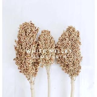 [Hamsterthailand]Flaxseed เฟล็ก มิลเล็ตสเปรย์ ข้าวฟ่าง ธัญพืช แทะคลายเครียด ขนมแฮมสเตอร์ อาหารนก