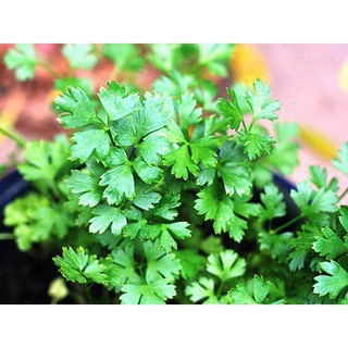 （มีของแจก）(เมล็ดพันธุ์แท้)เมล็ดพันธุ์ พาสเลย์อิตาเลี่ยนใบใหญ่ 500เมล็ด Flat Leaf Italian Parsley เมล็ดพันธุ์แท้ นำเข้าจา