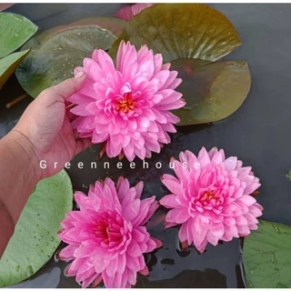 บัวฝรั่งชื่อพิ๊งปอมๆ( pink pom pom )ดอกฟูและใหญ่มากสวยสีชมพูหวานมาแล้วจ้า