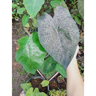 Colocasia Black Opal โคโลแบล็คโอปอล