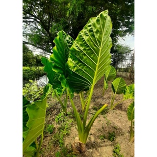 Alocasia Macrorrhiza หรือ บอนกระดาษเขียว(ยักษ์) ส่งแบบต้น ความสูง 20-30  ค่ะ  บอนขนาดสูงและใหญ่มาก￼￼￼￼￼