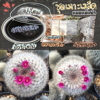 เมล็ดแคคตัส เมล็ดแมมแม่เฒ่า Mammillaria hahniana 120เมล็ด พร้อมชุดเพาะเมล็ด(กระถาง4นิ้ว)