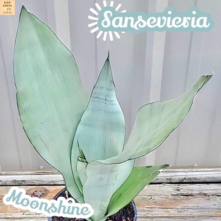 [ลิ้นมังกรแสงจันทร์] Sansevieria Moonshine ส่งพร้อมกระถาง ไม้ใบ ไม้ดอก ไม้ประดับ ไม้ด่าง ไม้สวยๆ ใบใหญ่ ไม้ฟอกอากาศ