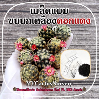 เมล็ดแมมขนนกเหลืองดอกแดง เมล็ดขนนกเหลืองดอกแดง Mammillaria Schiedeana Red Flower Seeds เมล็ดขนนกเหลือง ขนนกเหลืองดอกแดง