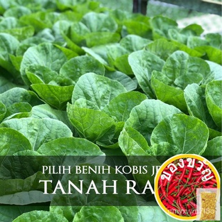 Baba VE-043 benih kobis/Sayur/Smart Grow SEED-เมล็ดพันธุ์ผักเมล็ดพันธุ์พืช seeds QGNU
