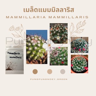 เมล็ดกระบองเพชร เมล็ดแคคตัส เมล็ด Mammillaria mammillaris 100 เมล็ด