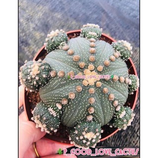 Astrophytum เอสโตรลูกดก