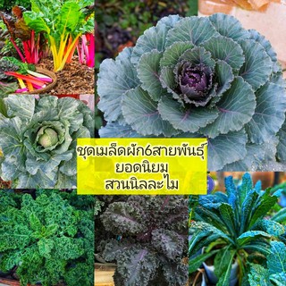 ชุดเมล็ดผักKale รวม 6สายพันธุ์   (มีเก็บเงินปลายทาง)