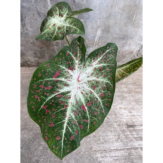 Caladium heart desire บอนสี กระถาง 4นิ้ว