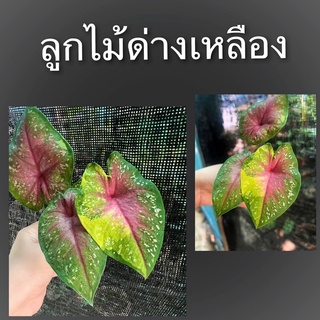 ลูกไม้ด่างเหลือง สีสวยมากๆ หายากน่าสะสม🍀💥จัดส่งทั้งกระถาง☘️💥