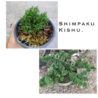 ต้นสนบอนไซ shimpaku kishu ไซส์กระถาง6นิ้ว