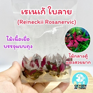 เรเนเก้ ใบลาย[Reineckii Rosanervic] ไม้น้ำกลางตู้ โตเป็นพุ่ม (แบบเนื้อเยื่อ) [พร้อมส่ง]