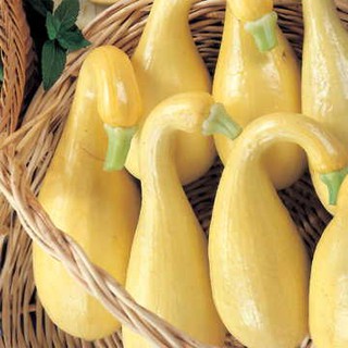 เมล็ด ฟักทองสครอชคอหงส์ สีเหลือง - Yellow Crookneck Squash