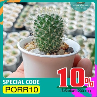 แมมมิลาเรีย โคลอมเบียนา(Mammillaria columbiana)ไม้เมล็ด ขนาด 2.5-3 ซม.จัดส่งทั้งกระถาง