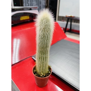 กระบองเพชรไม้ลำ แคคตัส cactus Cleistocactus strausii