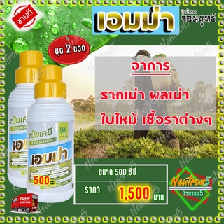 💥ส่งฟรี 💥เอมม่า ปุ๋ยน้ำเอมม่า ( 500 ซีซี 2 ขวด ) ป้องกันการเกิดเชื้อราในพืช ปุ๋ยน้ำสูตรเข้มข้น เพิ่มความแข็งแรงให้กับพืช