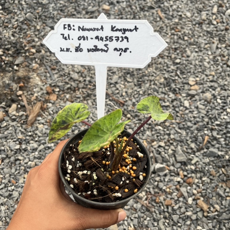 Colocasia Mojito 3 ใบ 1 หลอด