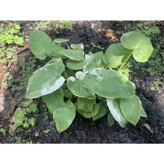 🌱ออดิบแม่ด่าง100% 🌱พร้อมส่งไม้จากไข่ด่างทุกต้นกระถาง3 นิ้ว
