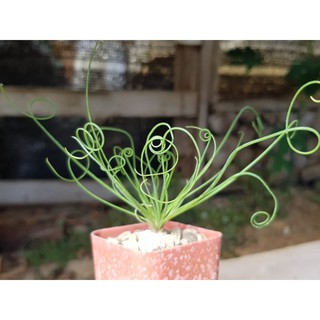 Albuca Spiralis ไม้นอก